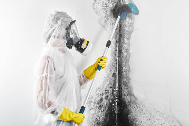 Trusted Ferndale, MD Mold Removal Experts