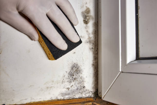 Best Forensic Mold Investigation  in Ferndale, MD
