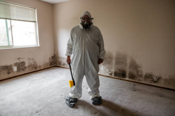 Best Mold Removal for HVAC Installations  in Ferndale, MD